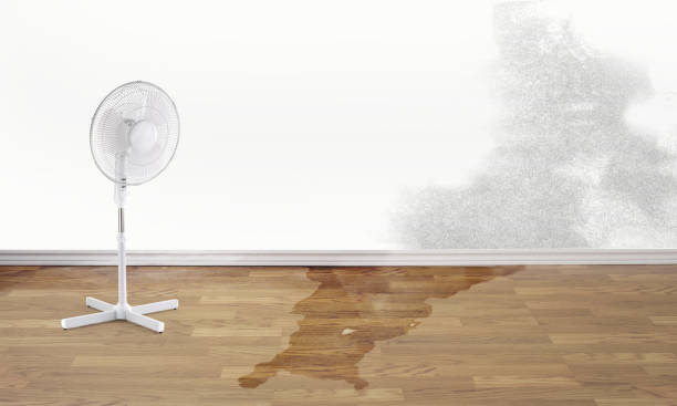 Best Flooded house restoration  in South Williamsport, PA